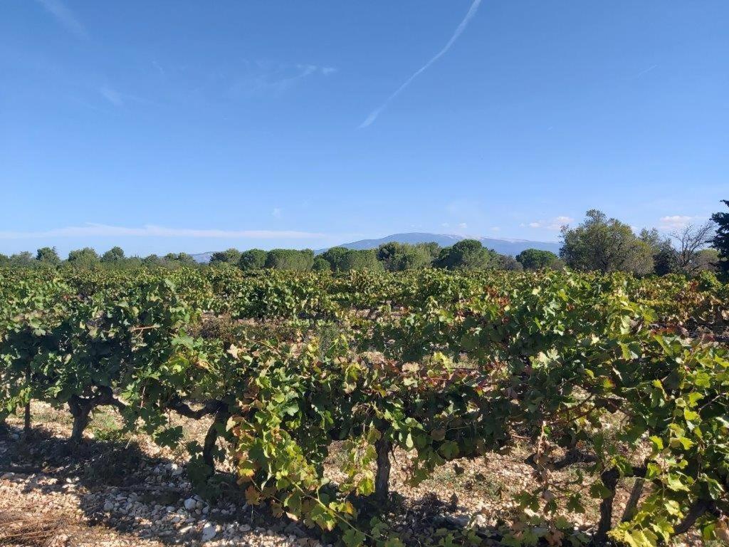Gite Dans Les Pins Avec Piscine Vila Mazan Exterior foto